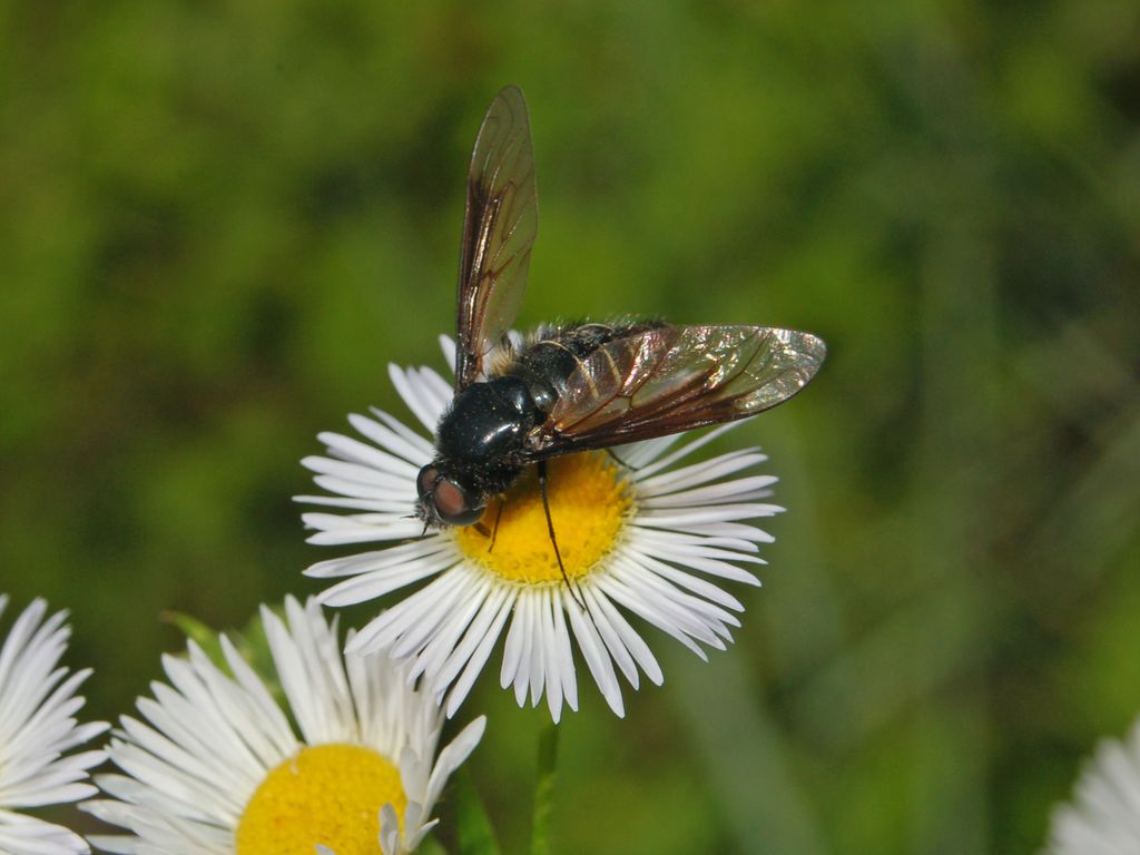 Un dittero tigrato: Lomatia cf. belzebul (Bombyliidae)
